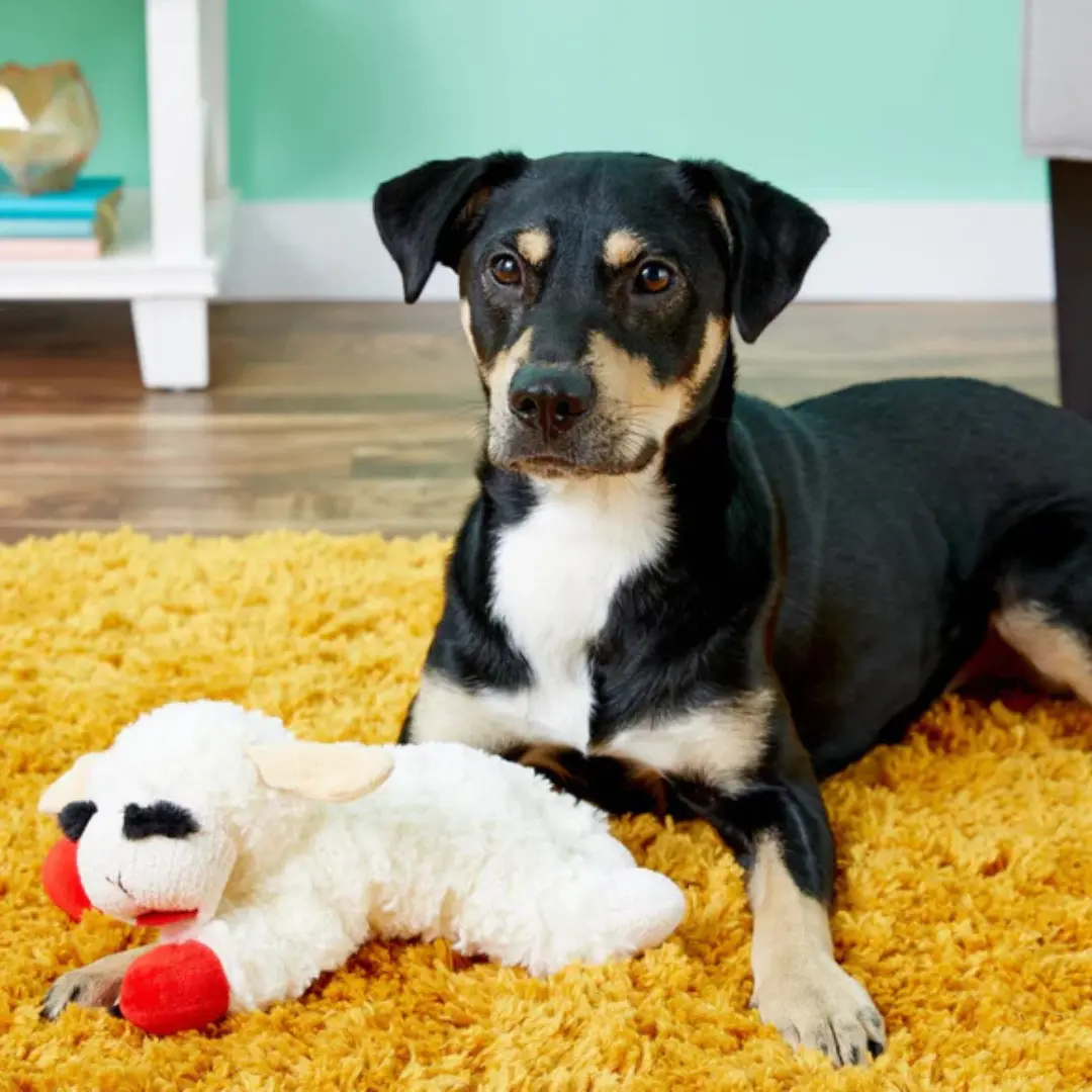 Multipet Classic Lamb Shape Fabric Squeaky Sound Plush Dog Toy - Available in 3 Sizes (6-in Mini, 10-in Regular, 24-in Jumbo) for All Seasons