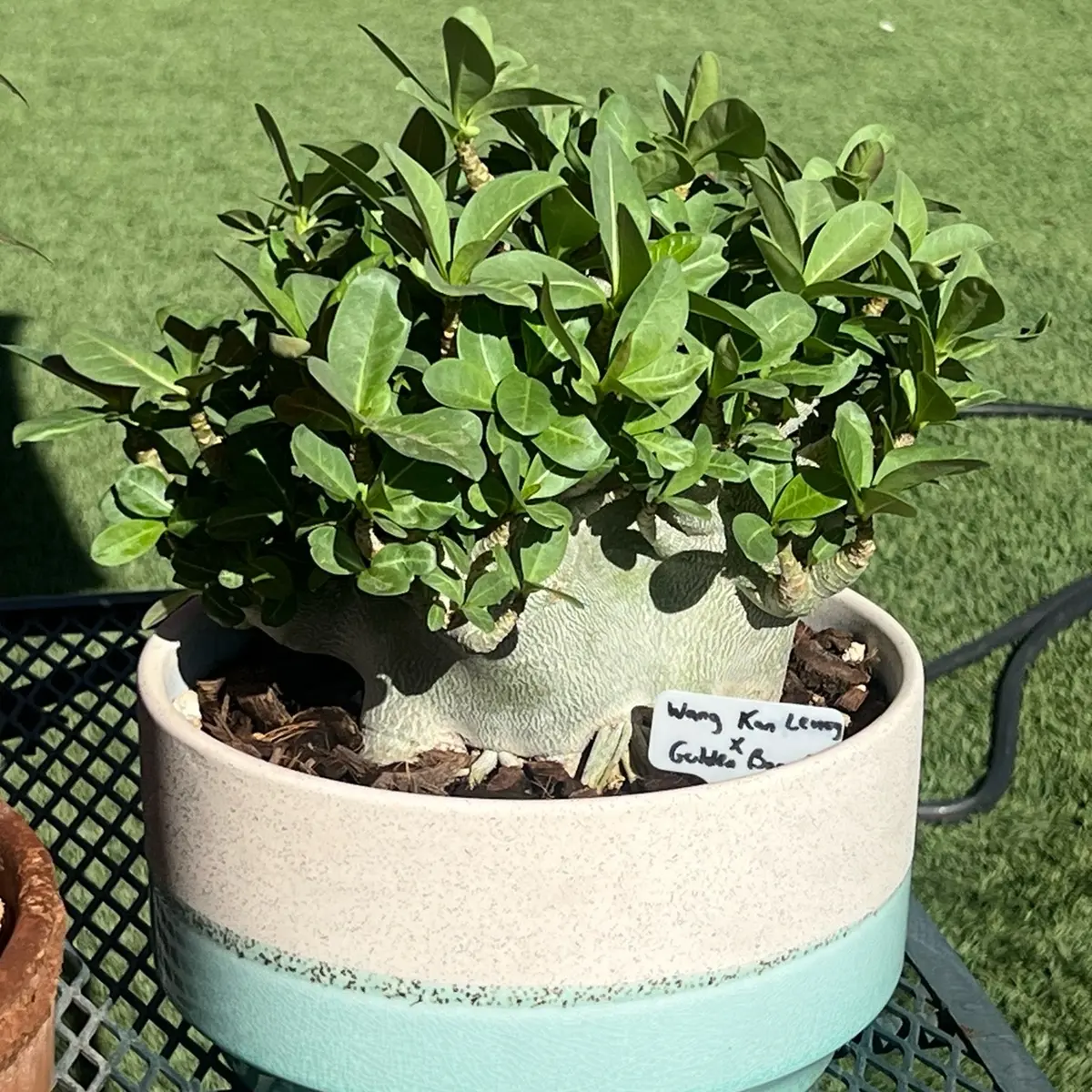 Adenium Arabicum WKL x Golden B