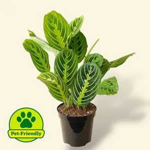 Lemon Lime Maranta 4” - Pet Safe Prayer Plant Easy Care