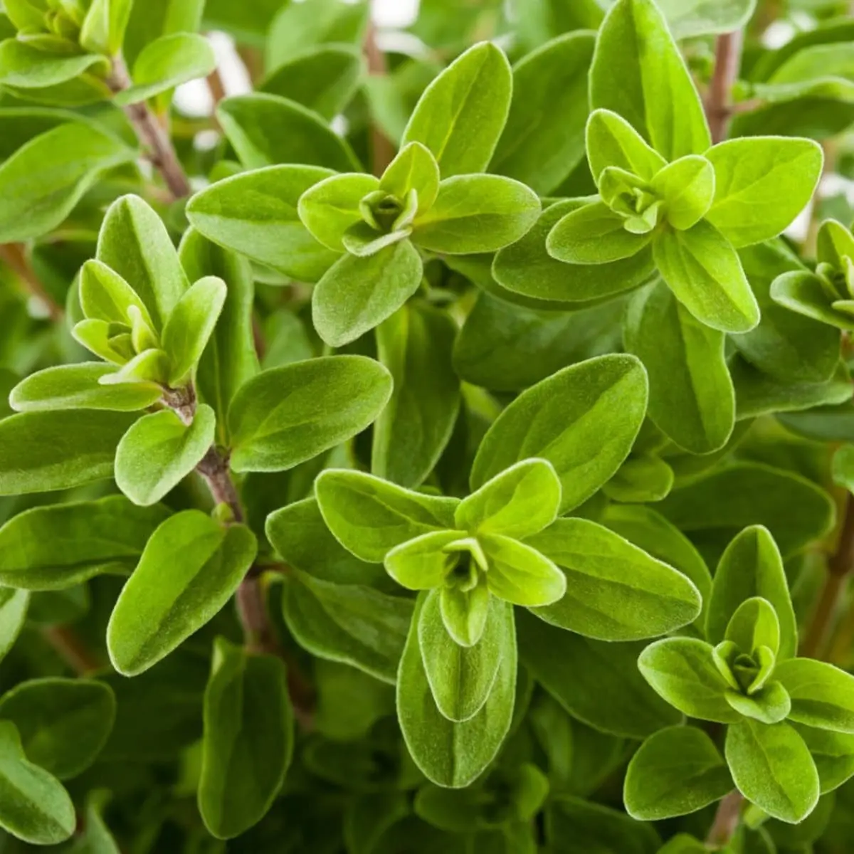 TomorrowSeeds - Sweet Marjoram Seeds -  Origanum Majorana Perennial Non GMO Herbs Vegetable Herbes De Provence Herb Garden Seed 2024