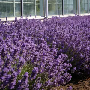 200 Pcs Lavender Seeds for Home Gardens – Highly Fragrant, Easy to Grow Purple Blooms for Pots, Borders & Landscaping – Seeds Only, Not Live Plants