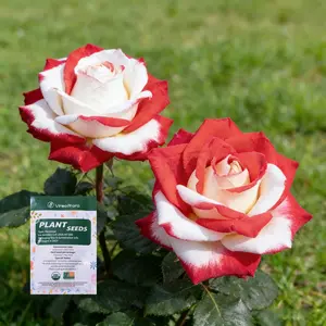 Red & White Rose Seeds | Grow Beautiful Roses at Home | Ideal for Gardens & Flower Lovers | Easy to Plant and Care For