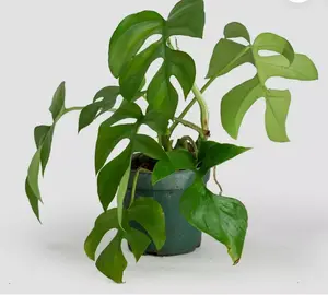 Rhaphidophora tetrasperma | Mini Monstera | Ginny Philodendron | 20_Seeds