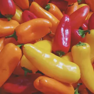 Heirloom Santa Fe Grande Spicy Pepper Seeds - Organic and Regenerative Gardening Seeds