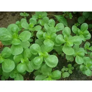 GREEN Purslane Seeds - Succulent Herb