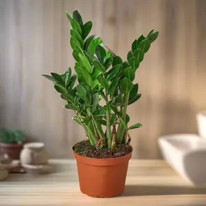 Zamioculcas Zamiifolia ZZ