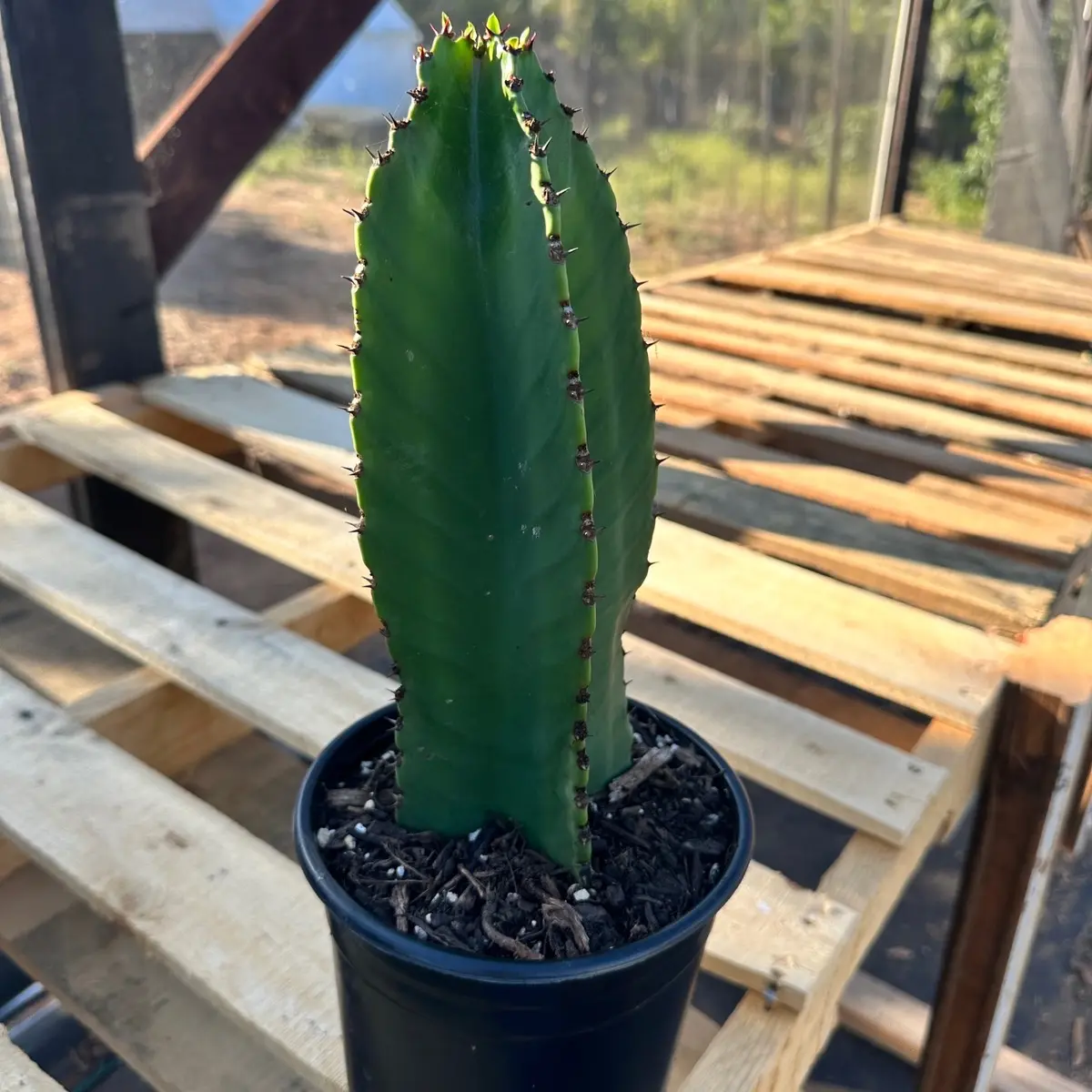 Euphorbia ingens 1 gal plant succulent