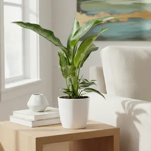 Dieffenbachia Panther