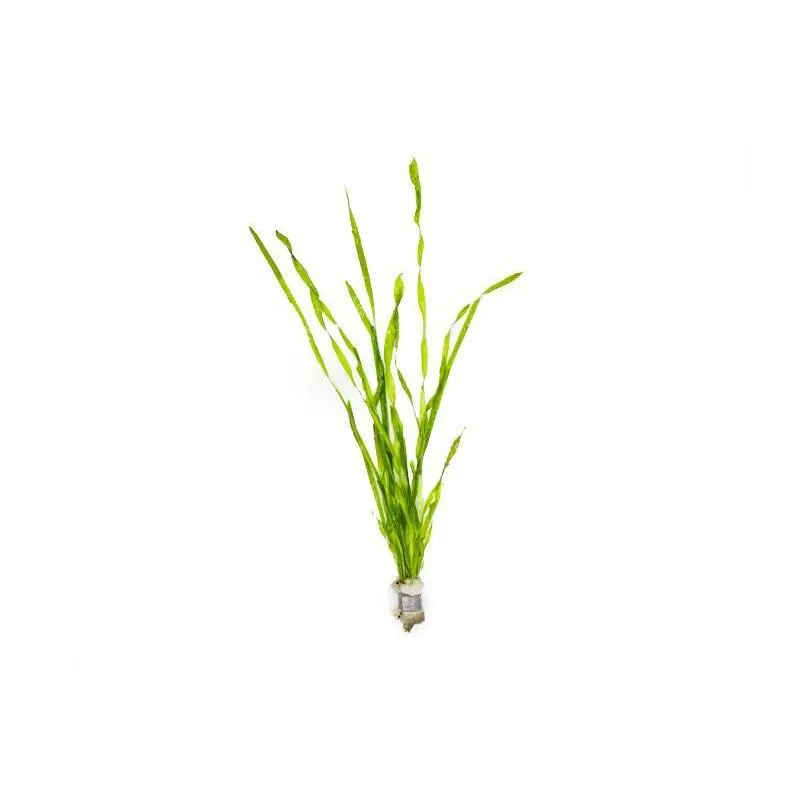 Vallisneria Contortionist (Corkscrew Vallisneria)