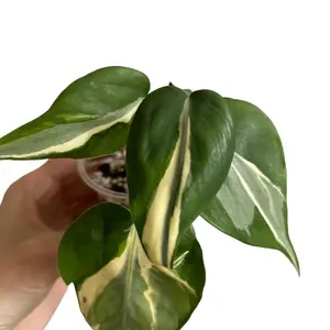 Philodendron 'Rio’ Hederaceum Plant, Variegated Tropical House Plant, Live Plant