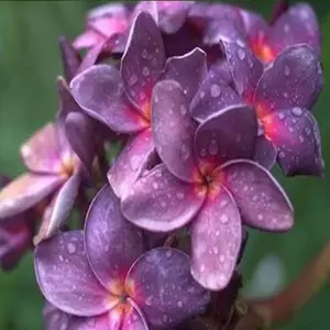 Green River 10 Purple Pink Plumeria Seeds- Tropical Flower Seeds, Fragrant Patio Plant, Perfect for Containers or Warm Gardens, Exotic Beauty, Easy to Grow, Perennial Appeal