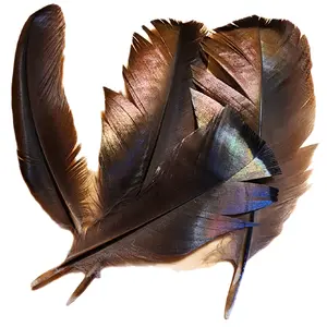 Wild Turkey feathers metallic glow. 7 ct. Decor