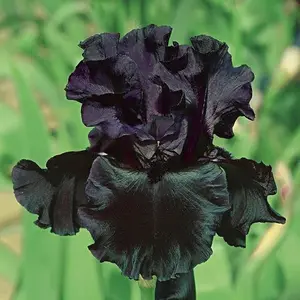 75+Perennial Black Magic Iris Flower Seeds to Plant Outdoor-Iris Flower Family Fragrant Non-GMO Heirloom