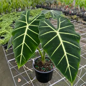 Alocasia Micholitziana Frydek - Indoor Live Plant, Green Velvet Alocasia, Elephant Ear-Shaped Leaves, Bright Light & High Humidity Decorative Houseplant, Moisture Levels, Rich Colors