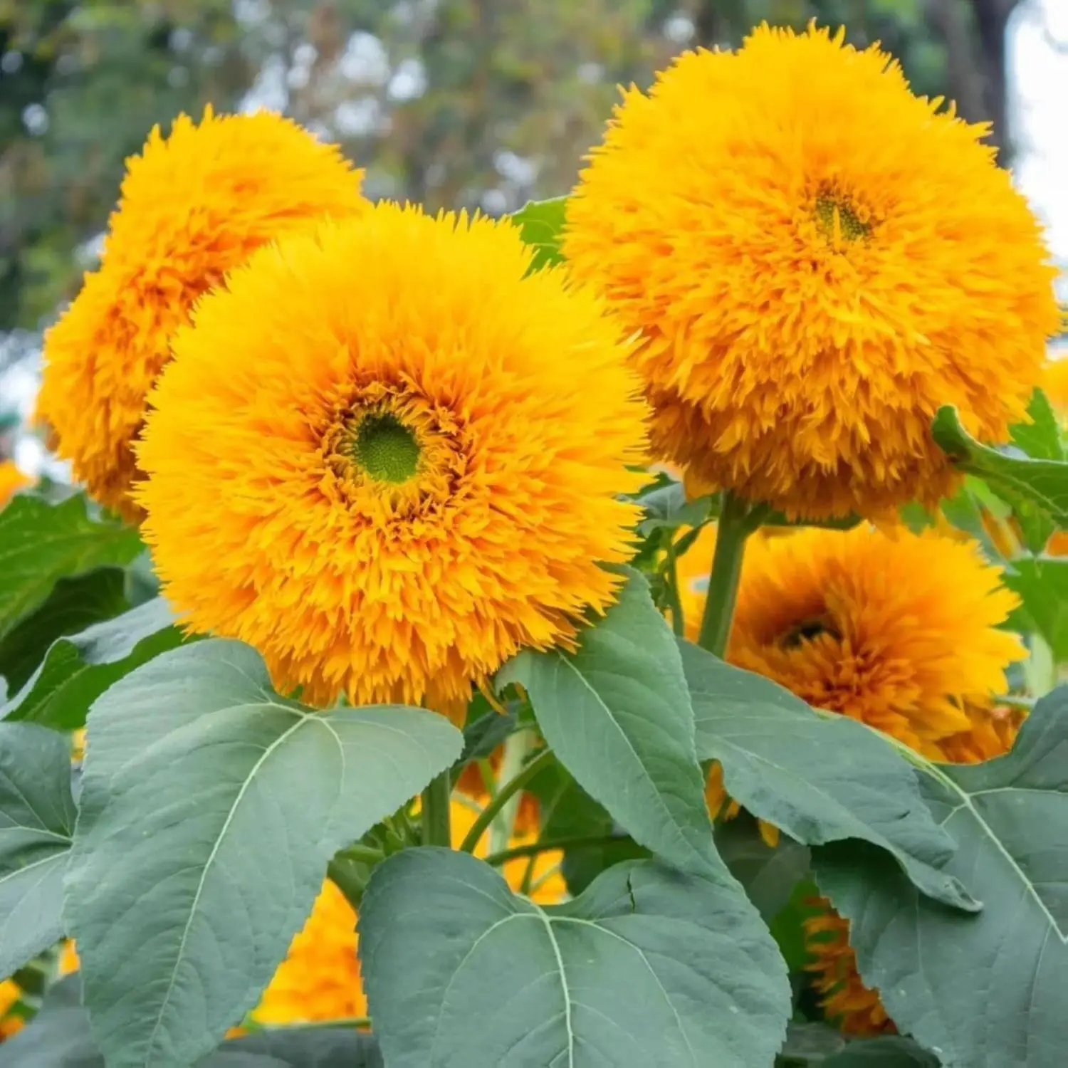 100 Premium Teddy Bear Sunflower Seeds - Dwarf Double Blooms, Fluffy Golden Flowers, Compact Easy-Grow Plants for Outdoor Garden Borders & Pots, Full Sun