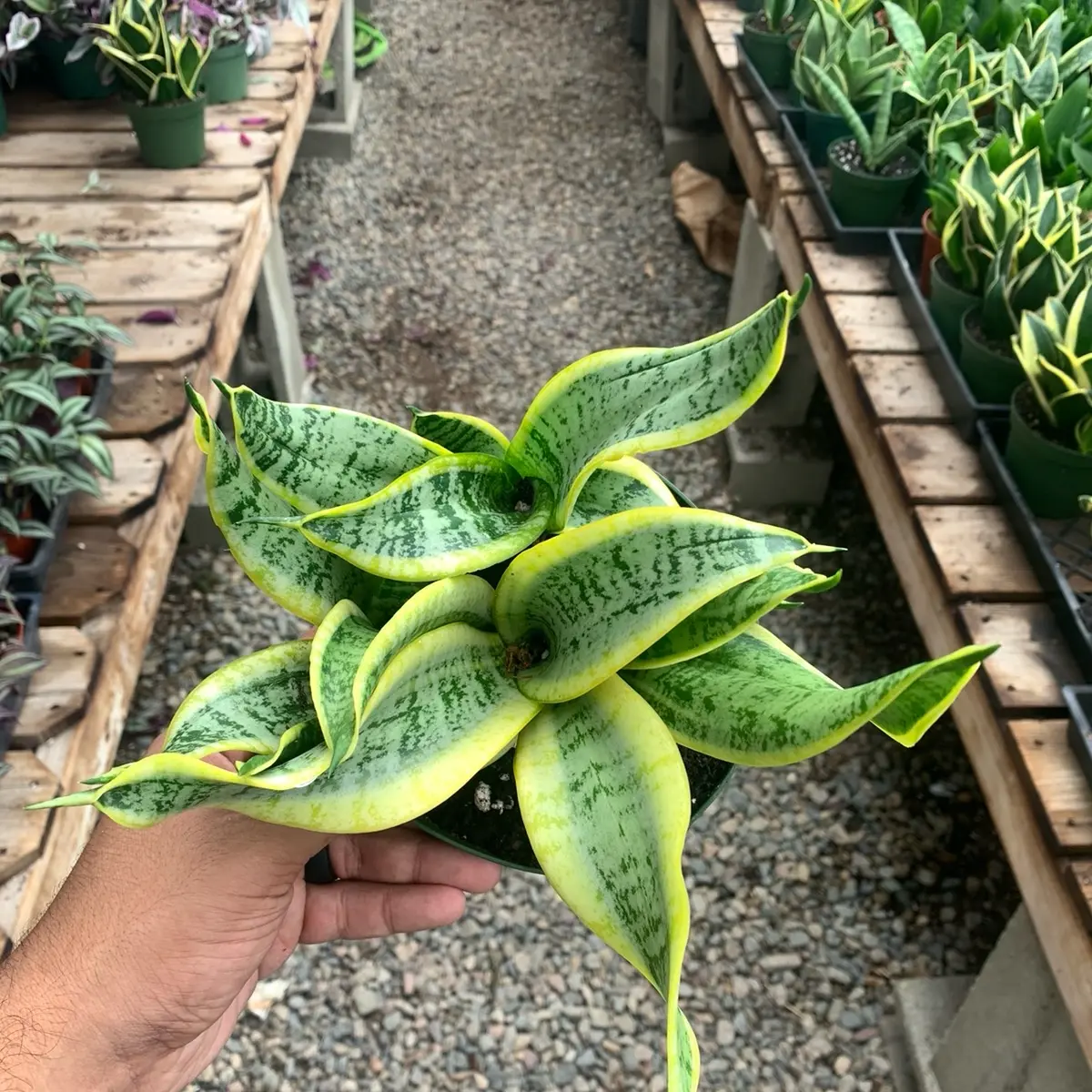 zz plant reddit ZZ Plant