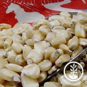 Corn Seeds - Dent - Eureka Ensilage