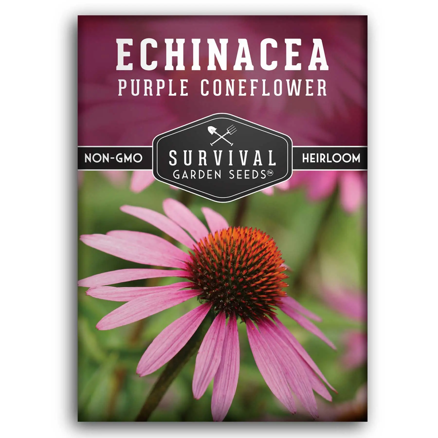 Purple Coneflower Seed - Echinacea purpurea