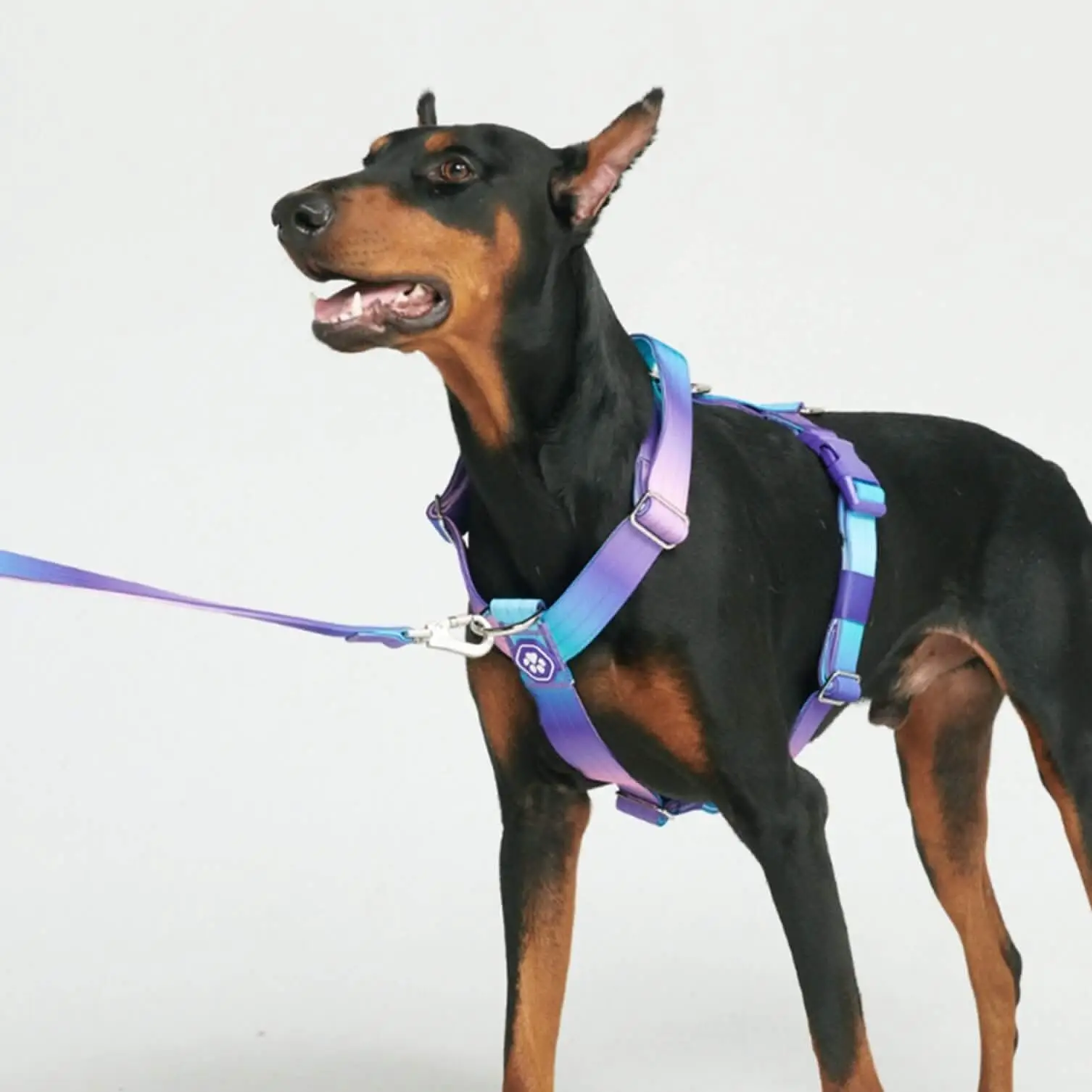 Spark Paws Comfort Control Large Dog No-Pull Harness, Halter Design with Front Clip, Durable and Heavy-Duty for Big and Strong Breeds