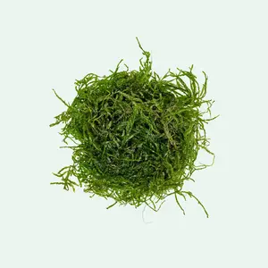 Flame Moss