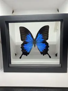 Blumei Authentic South American Framed Butterfly Specie Double Sided frame art nature