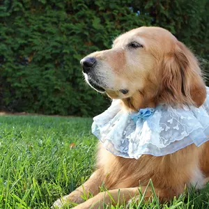 Your Grace Lace Bandana for Dogs - Soft Fabric, Light Blue Color, Ideal for Comfort and Style