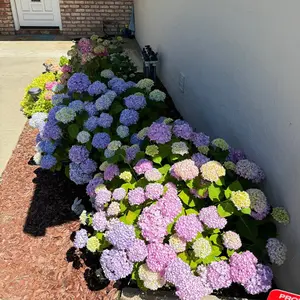 Hydrangea seedlings, easy-to-grow potted plants, suitable for home gardens, courtyards, balconies, and outdoor landscape decoration seed mix hosta large bloom
