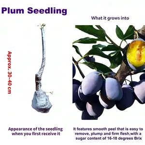 Heirloom Non-GMO Grafted Plum Tree Live Saplings Perennial Seedlings for Outdoor Garden Yard Planting 30-40 cm Smooth Peel Firm Flesh