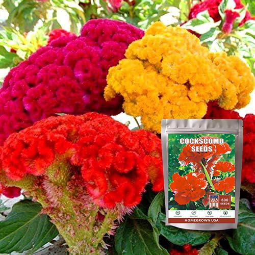 Seeds Cockscomb 600+ Seeds to Grow Celosia Cristata Celosia Cristata Velvet Flower Exotic Annual Plant Multicolor Mix