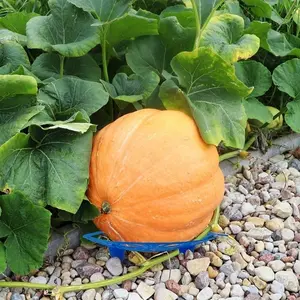 10 pieces, garden fruit and vegetable trays, garden fruit anti-corrosion supports, plastic trays, watermelon racks