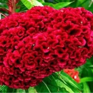 100 Seeds, Giant Red Heads Cockscomb Seeds G78, Celosia Cristata Garden Flowers
