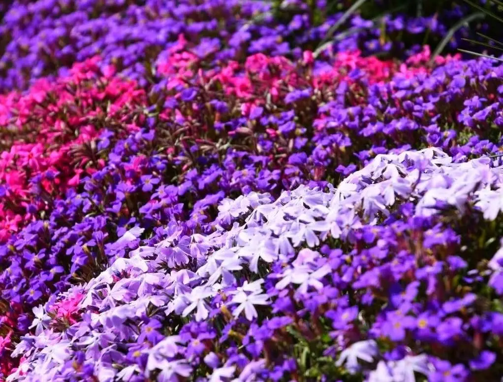 Mix Creeping Thyme Seed – Mixed Color Varieties Blue, Purple, Red ...