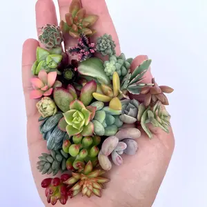 Mini Medley Succulent Clippings