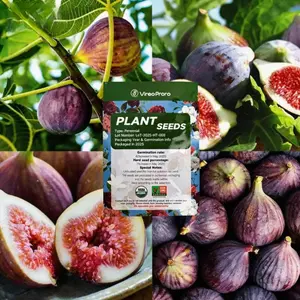 Fig seeds, non-GMO fig tree seeds, suitable for indoor potted plants and outdoor garden planting