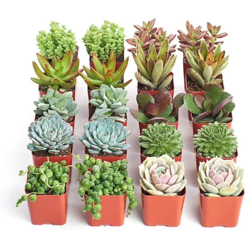 succulents nyc Succulent Garden