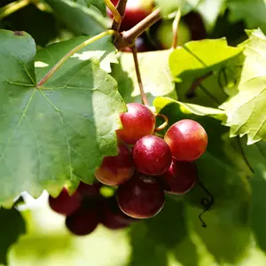 Premium Muscadine Grape Seedling – Grow Your Own Grapes at Home, Suitable for Backyard Vineyard, Patio Containers, Beginner Gardening