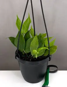 Hoya Polyneura Fishtail