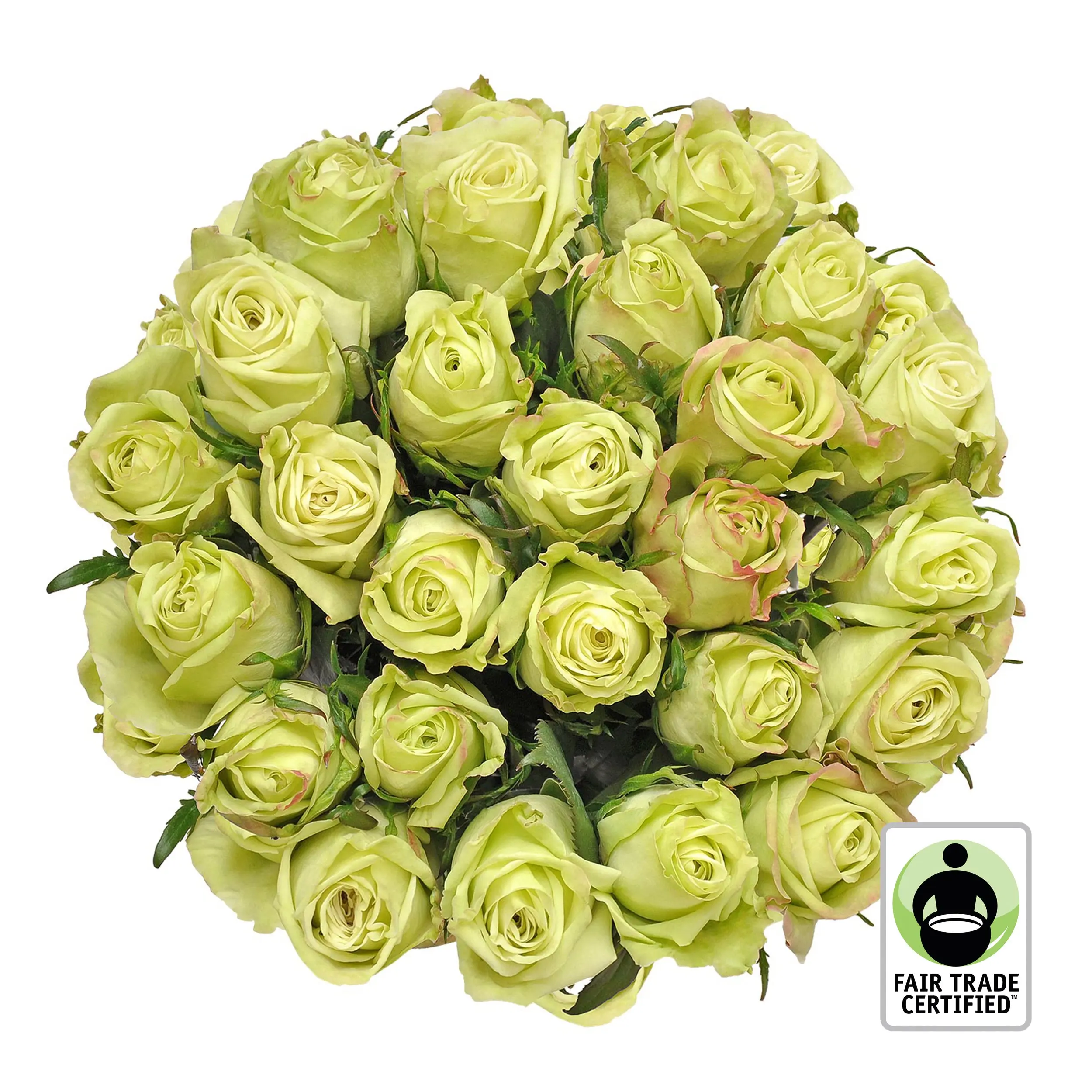 Fair Trade Natural Green Roses Wholesale Bulk 25-100 Stems