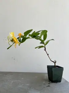 White Honeysuckle Vine – Fragrant Climbing Plant for Garden & Trellis