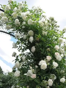 200 white climbing rose seeds, flower shrubs, perennial shrub seeds