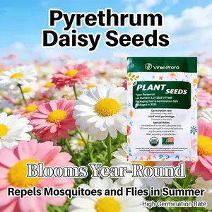 Pyrethrum Daisy Seeds Chrysanthemum Cinerariifolium Non GMO Heirloom Natural Ornamental Flower Seeds Easy Grow Backyard Garden Lawn Patio Balcony Outdoor Landscape Home Gardening Untreated Planting Seeds
