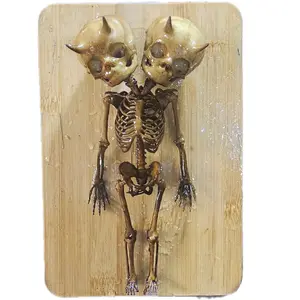 Jersey Twin Devils Oddity Gaff display