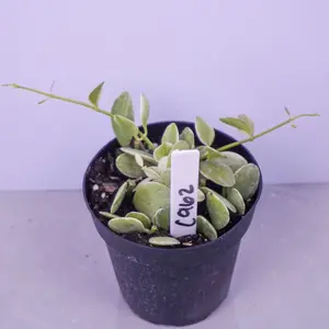 Dischidia Oiantha Live Plant | Trailing Epiphyte Plant