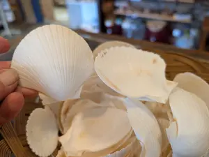 Cupped White Scallop