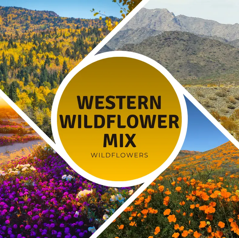 Western Wildflower Seed Mix – A diverse selection of native wildflowers from the American West. Ideal for naturalizing open spaces and supporting local wildlife.