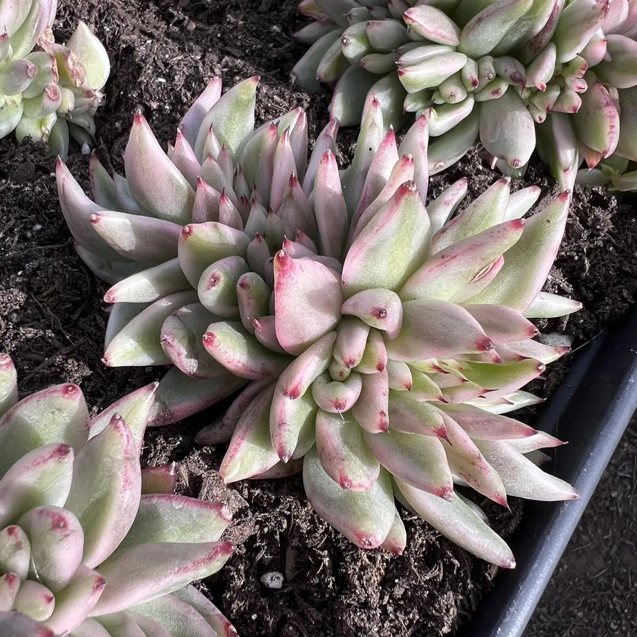 Echeveria Elk Soul Variegated Cristata Rare Succulent Live Plant Live Succulent Cactus