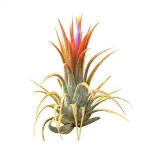 Tillandsia ionantha Orange