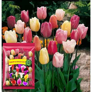 200 Mixed Tulip Flower Seeds – Breeders Choice, Easy-to-Grow Colorful Spring Blooms for Gardens, Borders, Pots, and Cut Flower Bouquets - Colorful Garden