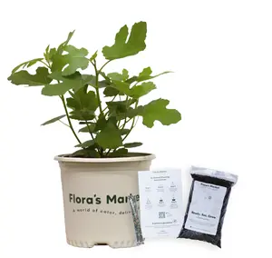 Chicago Hardy Fig - Includes Planting Kit