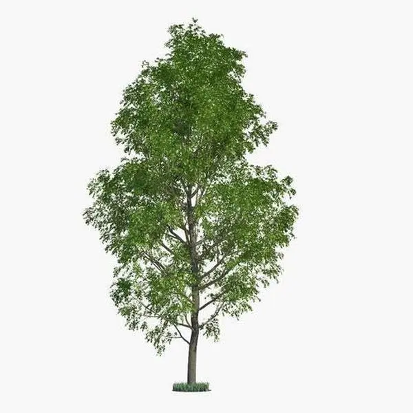 CZ GRAIN Hybrid Poplar Trees for Planting - Fresh Cuttings - Fast Growing Privacy Trees with Easy Growth & Maintenance - Made in USA - Zone 3-10 Friendly